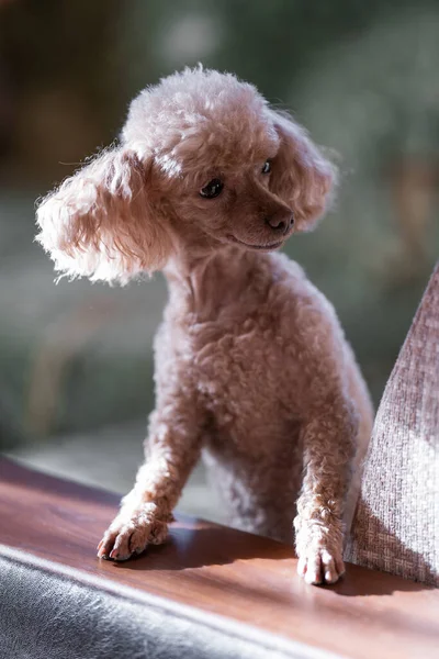 El perro caniche está de pie con sus patas delanteras en la parte posterior del sofá y mira a la distancia —  Fotos de Stock