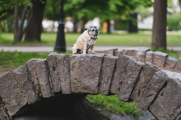 A pug dog sits on a stone bridge in a park — Stock Photo, Image