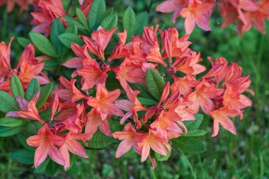 Japon rhododendronu baharda botanik bahçesinde çiçek açıyor.