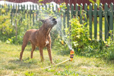 Alman boksör köpeği bir bahçe fıskiyesiyle oynuyor. Bir yaz günü çimlerde fıskiyeler çalışıyor, çim sulama cihazları çalışıyor.