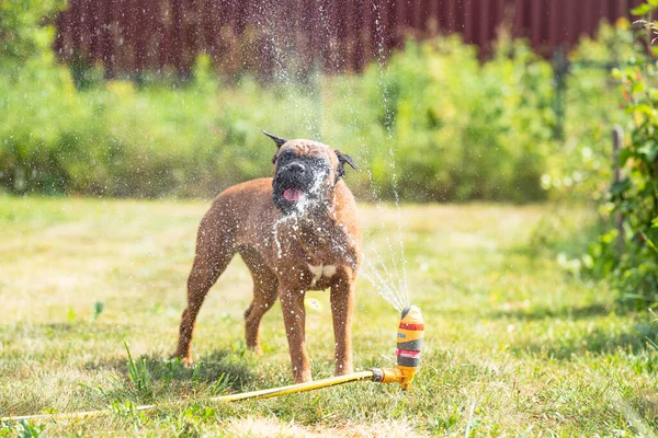 Duitse bokser hond speelt met een tuin sprinkler op een zomerdag op het gazon, sprinklers werken in de zomer, gazon besproeiing apparaten Stockfoto