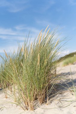 Güneşli bir yaz gününde sahilde çalılar