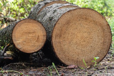 Testereyle kesilmiş bir ağaç yolda yatıyor.