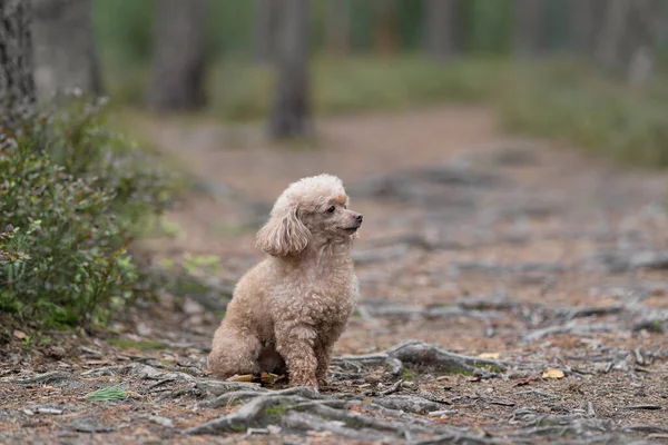 A toy poodle dog is sitting in the autumn forest — Stock Photo, Image