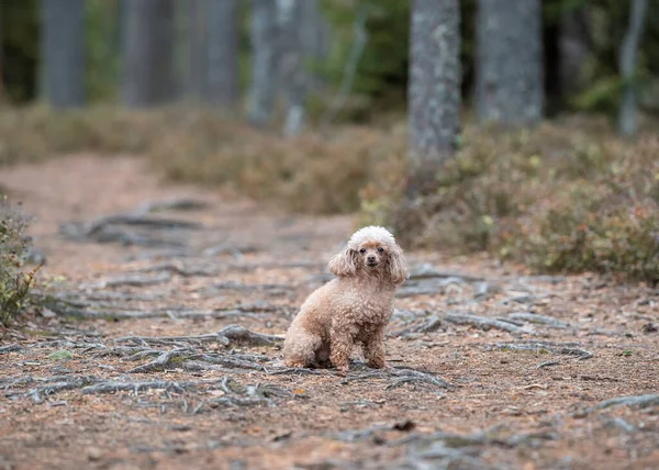A toy poodle dog is sitting in the autumn forest — Stock Photo, Image