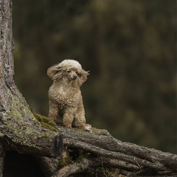 Toy poodle dog sits on beautiful roots in the autumn forest and looks into the distance — Stock Photo, Image