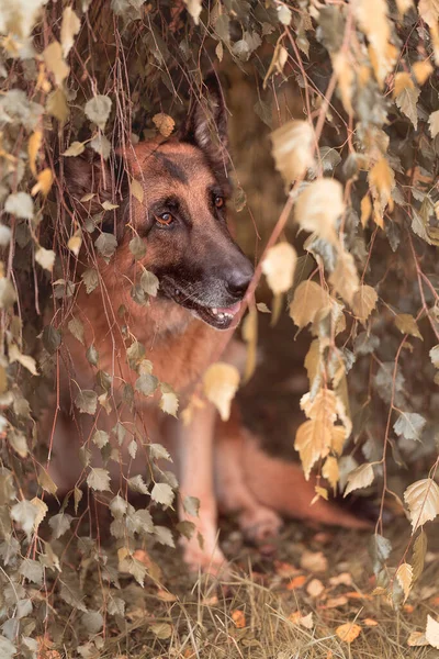 Portrait of a German shepherd sitting in the foliage of a tree — Stock Photo, Image