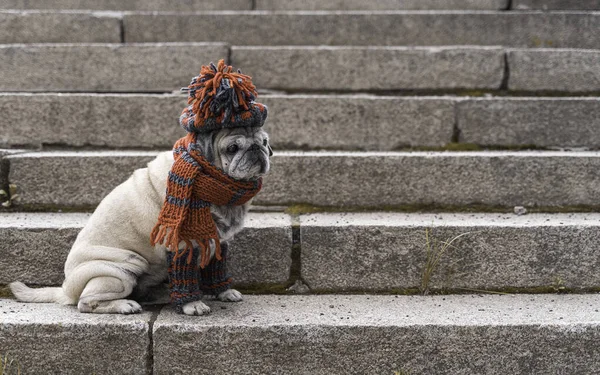 Retrato de un pug anciano en las escaleras en otoño —  Fotos de Stock