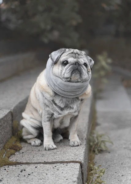 Πορτρέτο ενός ηλικιωμένου σκυλιού στις σκάλες το φθινόπωρο — Φωτογραφία Αρχείου