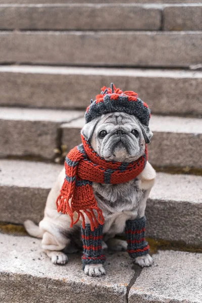 Retrato de un pug anciano en las escaleras en otoño —  Fotos de Stock