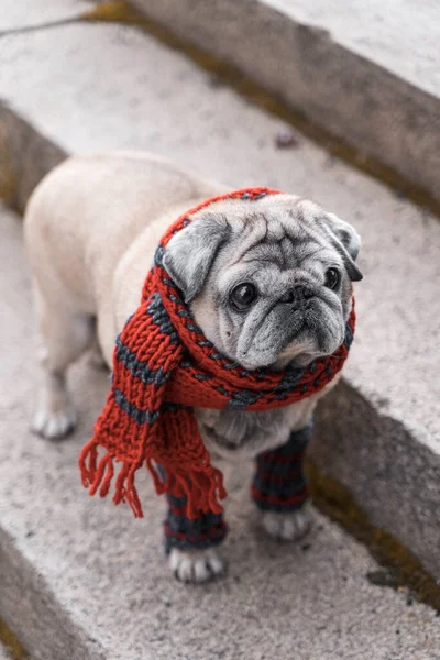 Retrato de un pug anciano en las escaleras en otoño —  Fotos de Stock