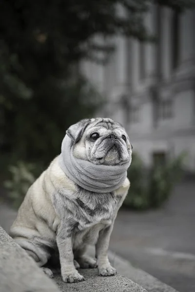 Retrato de un pug anciano en las escaleras en otoño —  Fotos de Stock