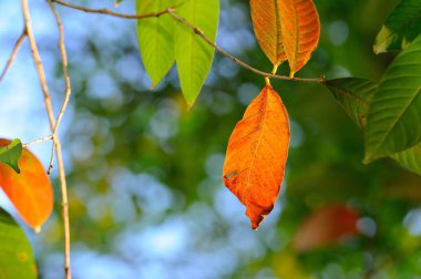 Yapraklar kışın renk değiştirmeye başladığında 