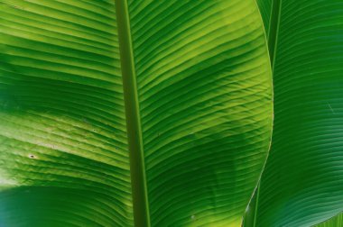 Muz yaprakları doğada kesişir.