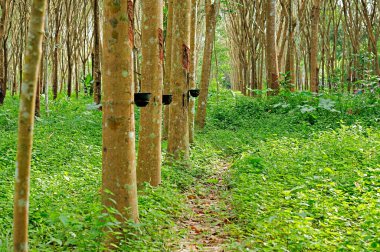 Lastik tarlalar, yabani otların nem yaratmasına izin verir..