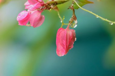 Konfederasyon sarmaşığı, yağmurdan sonra su damlaları                            