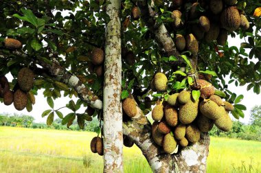 Cempedak, Tayland 'ın güneyinde meyveye özgü..