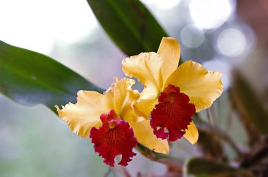 İki güzel Cattleya orkidesi çiçek açıyor..