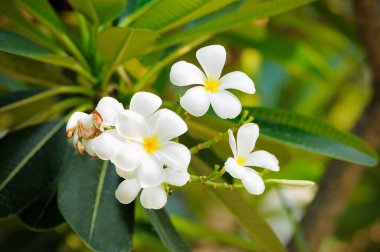 Beyaz Plumeria Ağaçta açan güzel buketler 