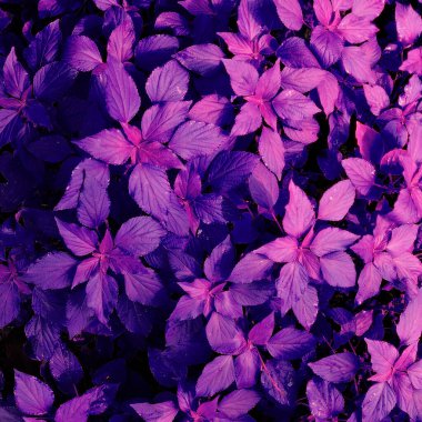 Doğa arkaplanından duvar yaprakları