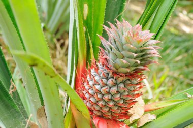 Plastik tarlalarda üretkenliği arttırmak için ananas tropikal meyvesi ekiliyor.