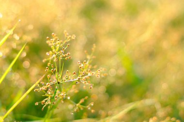 Çimen sabah ışığı düşer, bokeh, yumuşak arkaplan
