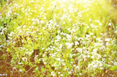 Çiçekler mini, yumuşak mahsul, ışık efekti, arkaplan 