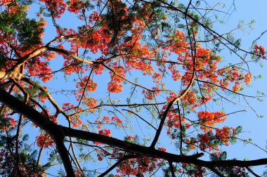 Tavuskuşu kuyruğu çiçekleri güzel çiçek açıyor.