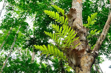 Eğreltiotu ağaçta, nem tam kıvamındayken.