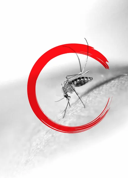 Mosquito Peligroso Villano Destruye Vidas Negro Blanco Fondo Color Rojo — Foto de Stock