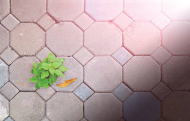 Hafif efektli çimento bloğu ve yabani otlar.