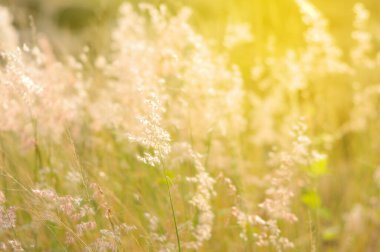 Çimen sabah ışığı, doğa arka planı.
