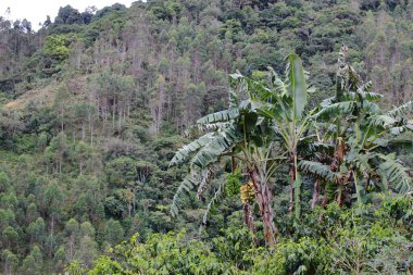 Bir kahve çiftliğinin ortasında muz çalısı ve arka planda okaliptüs ve birincil ormanın olduğu bir dağ.