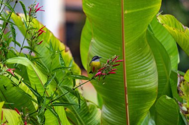 Bananaquit, Coereba flaveola arkasında bir heliconia yaprağı olan çiçekli dalda oturuyor. Kuşçuluk ve koruma kavramı