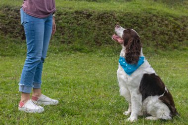 Köpek sahibinin talimatlarına dikkat eder. Büyük Köpek.