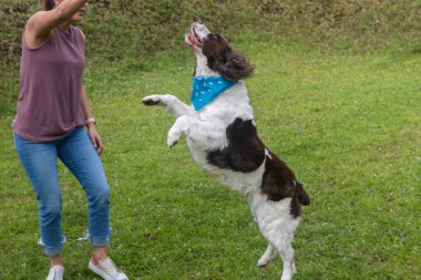 JumpiSpringer spanyel sahibi ile parka atlıyor. Eğitim ve itaat günü. Büyük Köpek.