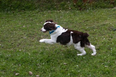 Parkta koşan spanyel spanyel. Büyük köpek.