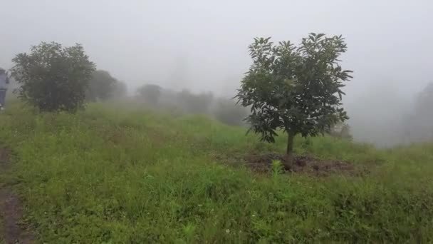 Chodzenie po plantacji awokado w pochmurny dzień — Wideo stockowe