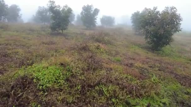 雨の降る曇りの日にアボカド農園を歩き — ストック動画