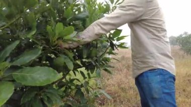 Afro soyundan gelen çiftçi ağaçtan avokado topluyor.