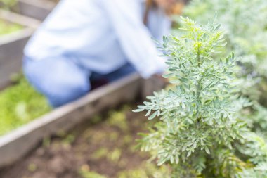 Arka planda odaklanamadığı bir kadın olan bahçedeki bir sebze ağacının seçici odağı.