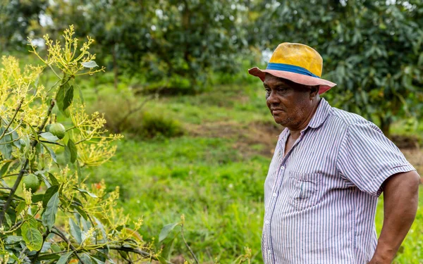 Afro-descendant farmer looking at a flowering avocado tree — Stock Photo, Image