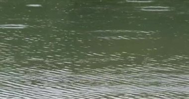 Yavaş çekim yağmur damlaları gölün yeşil yüzeyine düşmeye başlıyor. Damlalar ona çarptığında suyun yüzeyini hareket ettirir. Eşmerkezli çemberler yağmur damlalarının etrafında oluşur