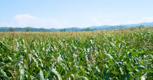 Panoramic View Young Corn Field Agricultural Garden Big Field — Stock Video