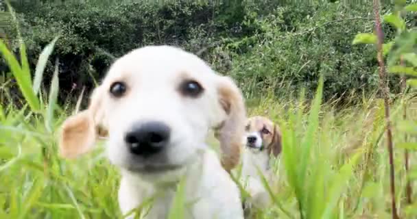 Dois Cães Engraçados Jogar Correr Grama Tempo Ensolarado Brilhante — Vídeo de Stock