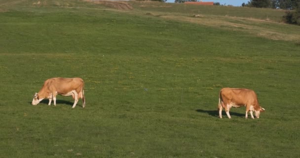 Δύο Αγελάδες Βόσκουν Ένα Λιβάδι Στον Ήλιο Που Δύει Αγελάδες — Αρχείο Βίντεο