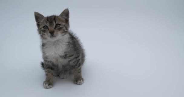 Çizgili Kedi Oturuyor Kameraya Bakıyor Beyaz Arka Planda Yavru Kedi — Stok video