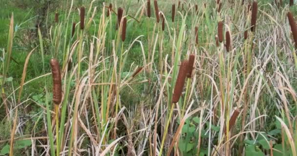 Cattail Typha Latifolia Também Conhecido Como Bulrush Bulrush Plantas Lado — Vídeo de Stock