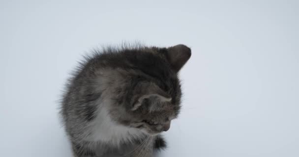 Little Striped Kitten Sits White Background Turn Camera — Stock Video