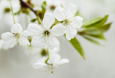 bir bahar gününde çiçek